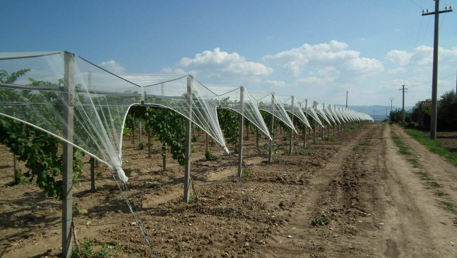 arrigoni-proteccion-uva-mesa|arrigoni-proteccion-uva-mesa